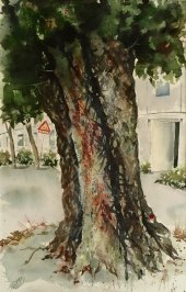 Poppel, akvarell 34x53cm